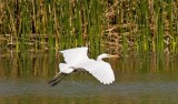 Great Egret, Florida