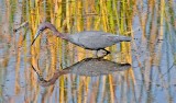   Little Blue Heron, Florida