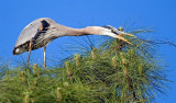  Great Blue Herons Nesting, Florida