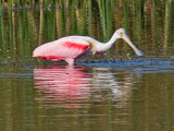 Roseate Spoonbill, Florida