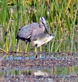 Great Blue Heron, Florida