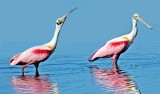   Roseate Spoonbills, Florida