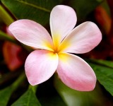 Frangipani, Botanical Garden
