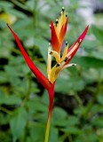 Heliconia, Botanical Garden