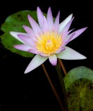   Water Lily, Botanical Garden