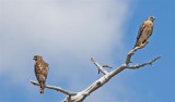  Hawks, Florida