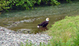 Eagle at Fish Creek