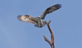 Osprey, Florida