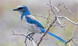 Scrub Jay, Florida