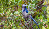 Scrub Jay, Florida