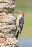 Red-Bellied Woodpecker, Florida