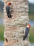 Red-Bellied Woodpeckers, Florida