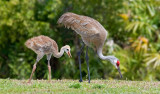 Sandhill Cranes, Florida