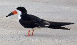 Black Skimmer, Florida