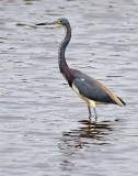  Tri-Color Heron, Florida