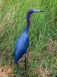 Little Blue Heron, Florida
