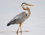 Great Blue Heron, FL