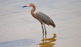 Reddish Egret, Florida