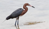 Reddish Egret, Florida