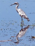   Little Blue Heron (Juvenile), Florida