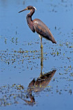 Tri-Color Heron, Florida