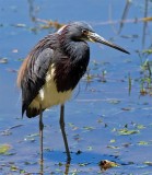 Tri-Color Heron, Florida