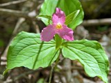 Pink Trillium