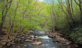 Little Pigeon River
