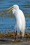 Great Egret, Florida