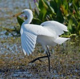 Great Egret, Florida