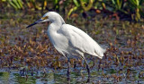 Snowy Egret, Florida