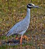 Yellow Crowned Night Heron, Florida