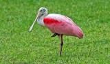 Roseate Spoonbill, Florida