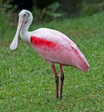 Roseate Spoonbill, Florida