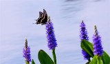 Butterfly On Pickerel Weed, Florida