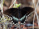 Butterfly, Florida