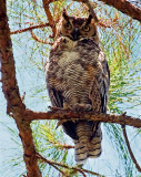 Great Horned Owl, Florida