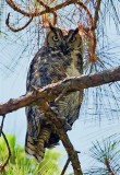 Great Horned Owl, Florida