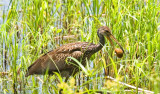 Limpkin, Florida