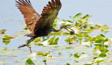 Limpkin, Florida