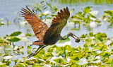 Limpkin, Florida