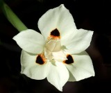 Florida Botanical Gardens