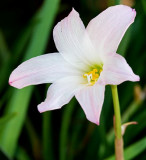 Florida Botanical Gardens