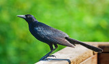 Grackle, Florida