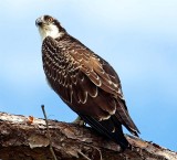 Osprey, Florida