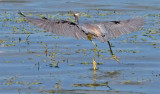 Tri-color Heron, Florida