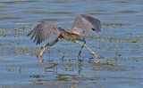 Tri-color Heron, Florida