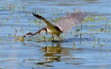 Tri-color Heron, Florida
