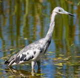 Little Blue Heron (Juvenile), Florida