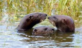 River Otters, Florida